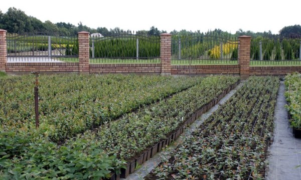 Czarneccy medelyno augalai - nuotrauka 3