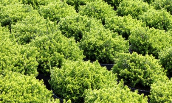 Czarneccy medelyno augalai - nuotrauka 9