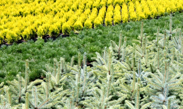 ČARNECKIAI medelynas bendras spygliuočių augalų ir rododendų vaizdas