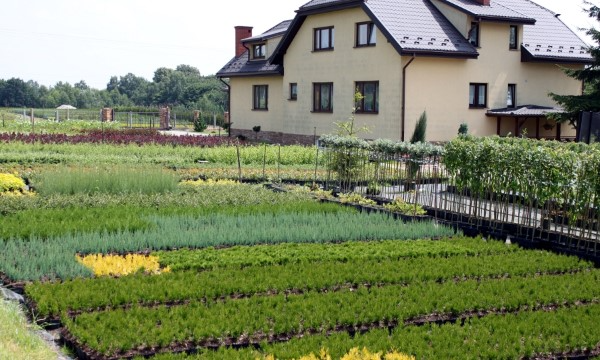 Rododendai įvairių veislių ČARNECKIAI profesionalus auginimas